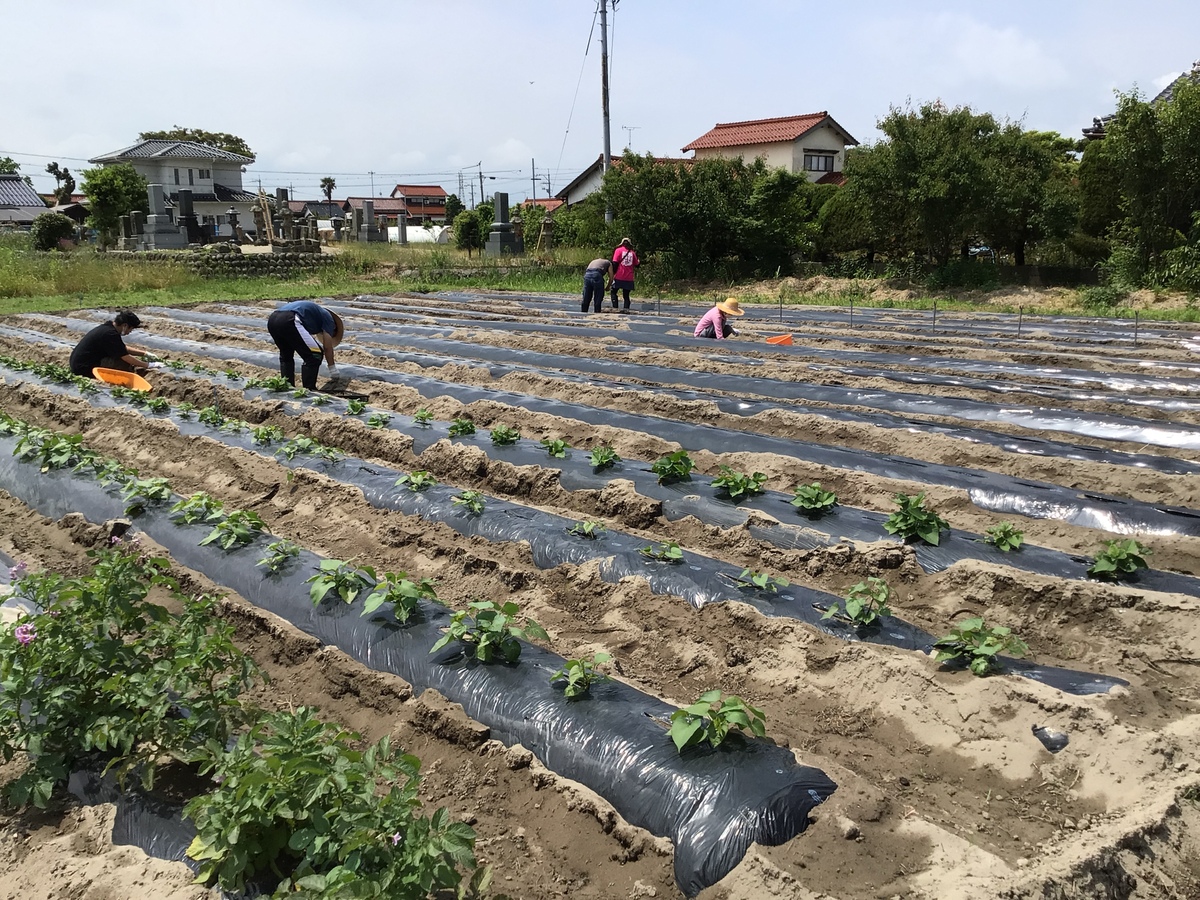 まつぼっくり農園