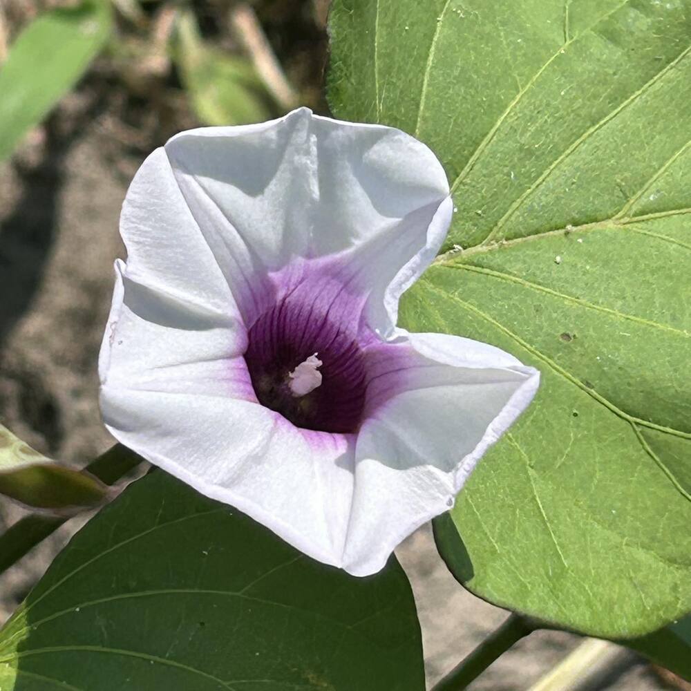 539845846_1246744013915257_3293538070436390409_n